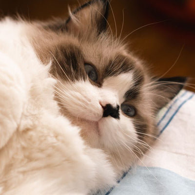 Close-up of a fluffy cream ragdoll kitten with blue eyes