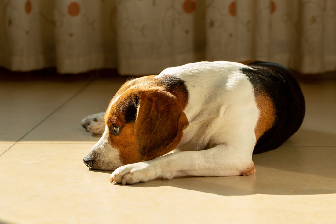 Beagle lying on a sunny floor at home looking bored
