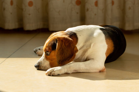 Beagle lying on a sunny floor at home looking bored