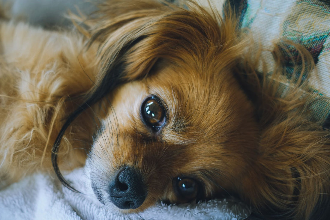 Relaxed long-haired dog resting on a soft blanket