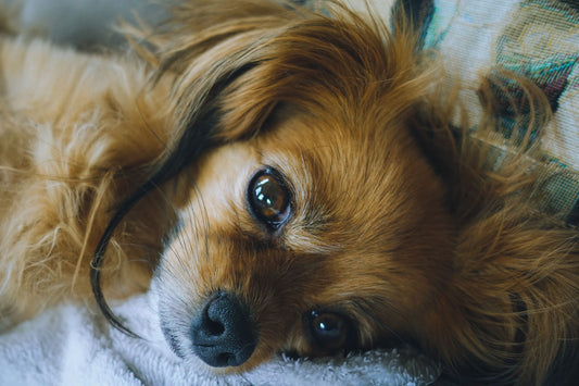 Relaxed long-haired dog resting on a soft blanket