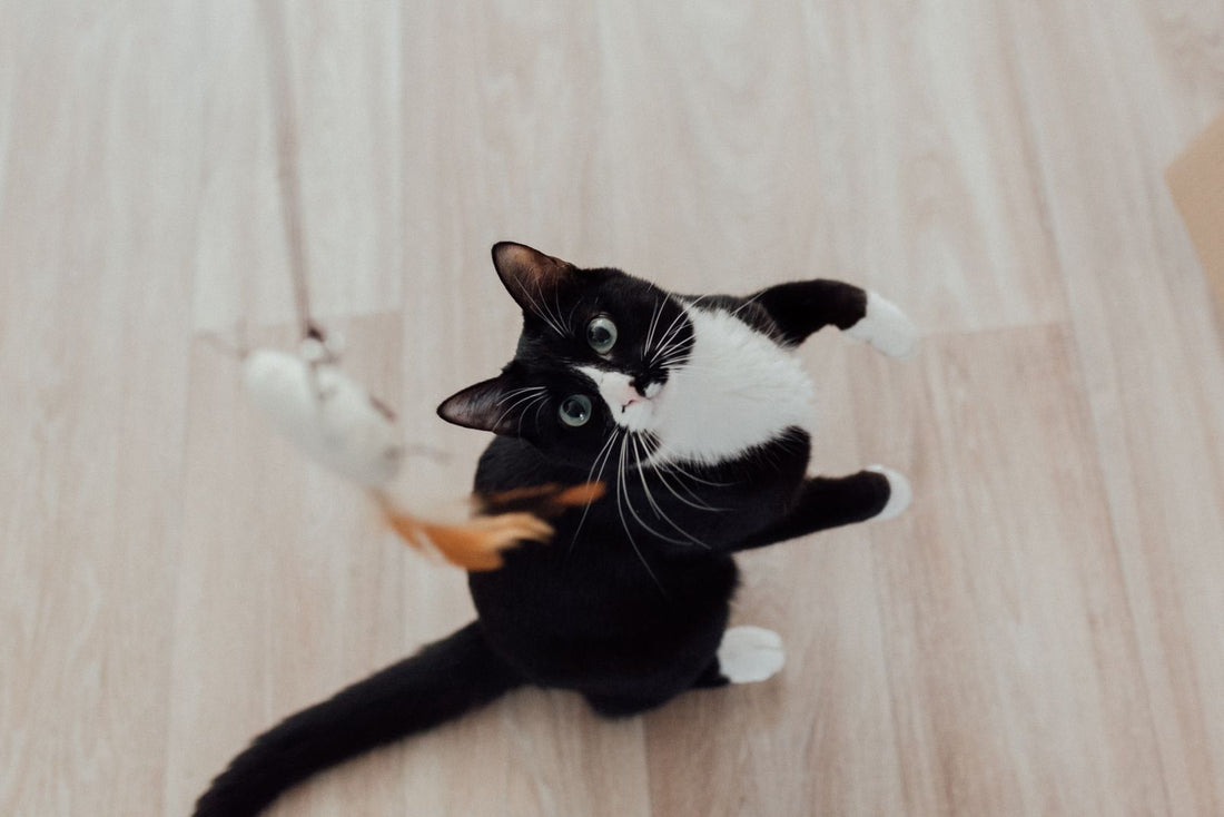Black and white cat playing with a feather toy on a wooden floor