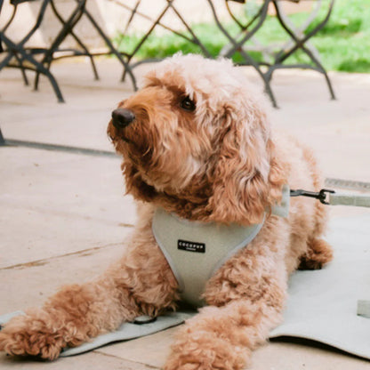 Cocopup London Adjustable Neck Harness – Prints