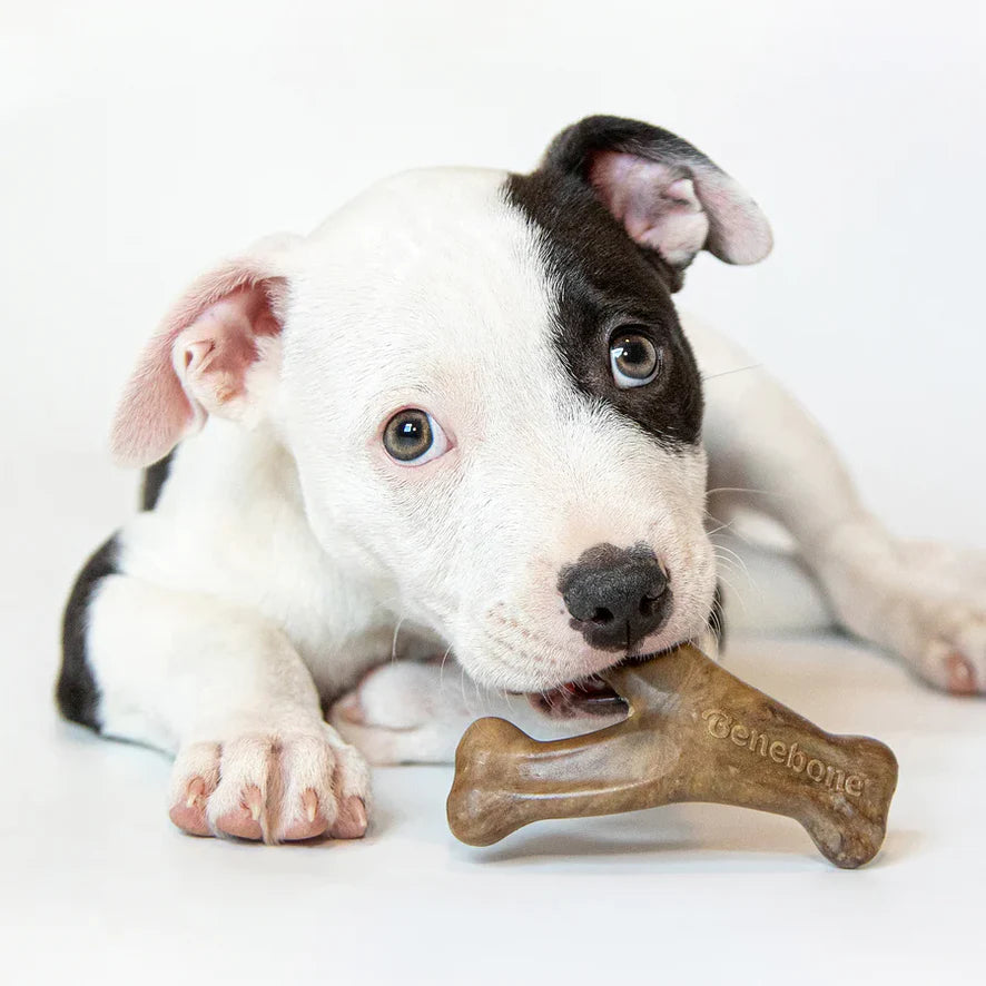 Benebone Bacon Puppy Wishbone