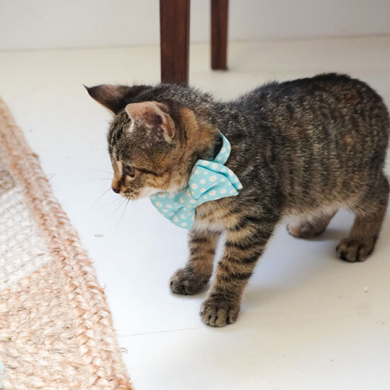 Dan & Sam Cat Collar & Bow Tie – Chamomile