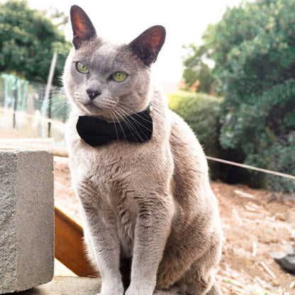 Dan & Sam Cat Collar & Bow Tie – Feeling Fancy