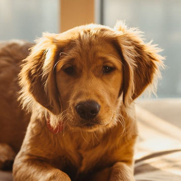 A happy puppy
