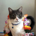 Shadow, the Fluffy Puffy CEO cat