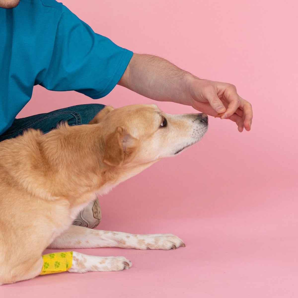 Rescue dog gently taking a treat from a volunteer's hand