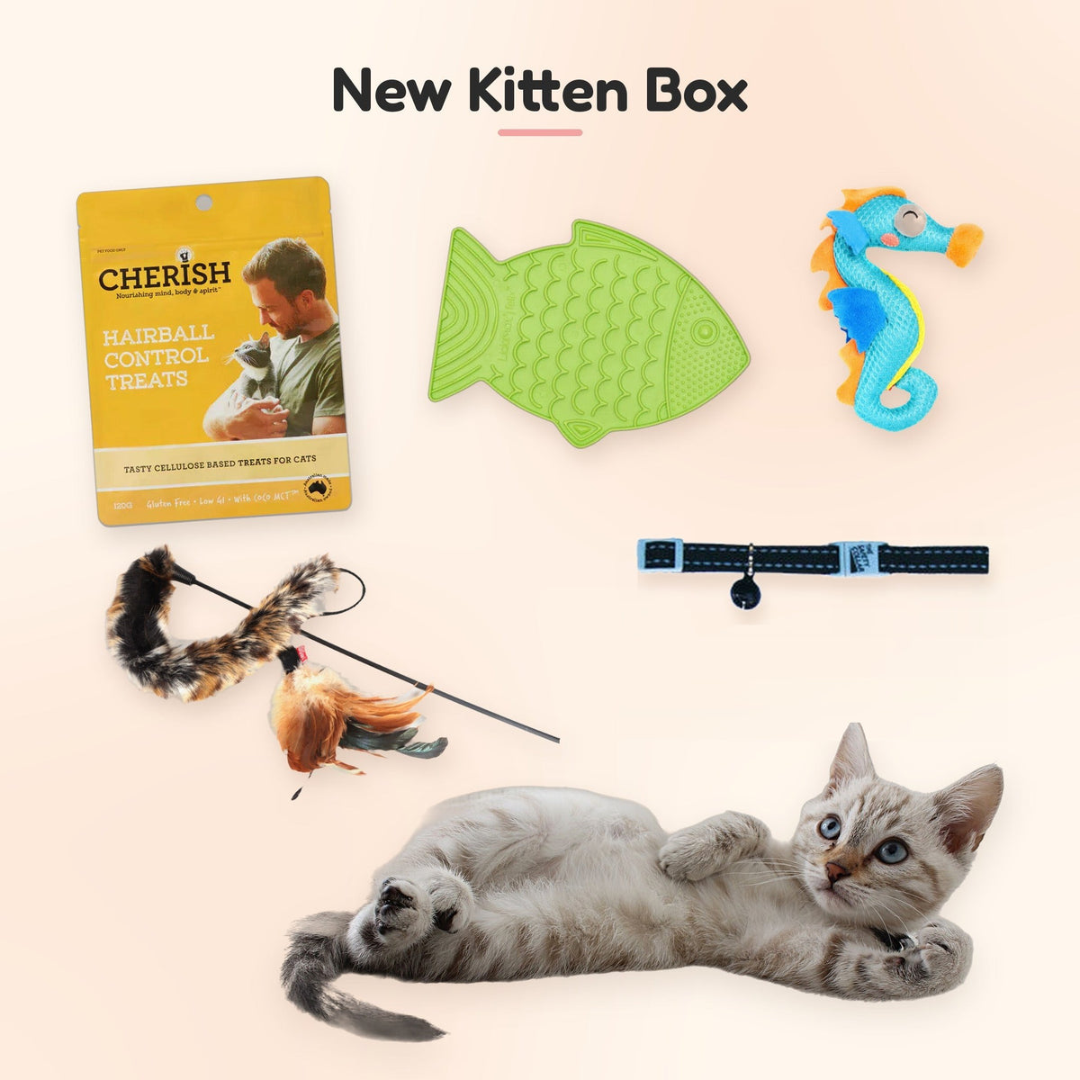 New Kitten Box with the black cat safety collar