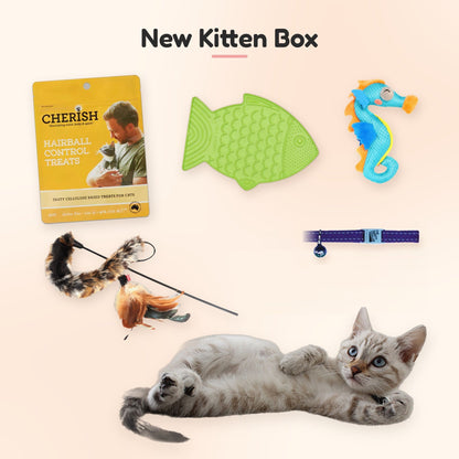 New Kitten Box with the purple cat safety collar