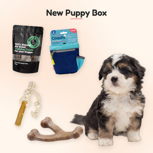 New Puppy Box: a puppy with Boat To Bowl training treats, Coachi Train & Treat Bag, Dan & Sam tugging stick and Benebone puppy wishbone